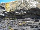 Kilcredaun Cliffs in the vicinity of the Kilcredaun lighthouse. On land and close up images of sediments in these cliffs show thin bedded turbidite channel fill and turbidite sand lobes in the Upper Carboniferous Namurian Ross Formation. Photographs taken by Chistopher kendall and Peter Haughton on the wave cut ledges of northern shore of the Shannon Estuary.