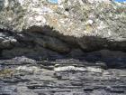 Kilcredaun Cliffs in the vicinity of the Kilcredaun lighthouse. On land and close up images of sediments in these cliffs show thin bedded turbidite channel fill and turbidite sand lobes in the Upper Carboniferous Namurian Ross Formation. Photographs taken by Chistopher kendall and Peter Haughton on the wave cut ledges of northern shore of the Shannon Estuary.