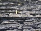 Kilcredaun Cliffs in the vicinity of the Kilcredaun lighthouse. On land and close up images of sediments in these cliffs show thin bedded turbidite channel fill and turbidite sand lobes in the Upper Carboniferous Namurian Ross Formation. Photographs taken by Chistopher kendall and Peter Haughton on the wave cut ledges of northern shore of the Shannon Estuary.