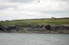 Kilcredaun Cliffs exposing thin bedded turbidite channel fill and turbidite sand lobes in the Upper Carboniferous Namurian Ross Formation. Photographs taken from the fishing vessel Draiocht out of Carrigaholt on the northern shore of the Shannon Estuary.