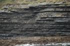 Kilcredaun Cliffs in the vicinity of the Kilcredaun lighthouse. Outcropping in these cliffs are thin bedded turbidite channel fill and turbidite sand lobes in the Upper Carboniferous Namurian Ross Formation. Photographs taken from the fishing vessel Draiocht out of Carrigaholt on the northern shore of the Shannon Estuary.