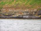 Rehy Cliffs exposing two channelled amalgamated deepwater fills, offset from each other. The lower channel is just above present sea level, highlighted by gull droppings. Ross Sandstone probably in mid fan position towards center of fan body.