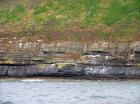 Rehy Cliffs exposing two channelled amalgamated deepwater fills, offset from each other. The lower channel is just above present sea level, highlighted by gull droppings. Ross Sandstone probably in mid fan position towards center of fan body.