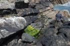 Western Rinevilla Point wave cut platform outcrops of Namurian Ross Formation. Note thin deepwater turbidite channel fill sheet sands of fan lobes.