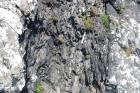 Western Rinevilla Point wave cut platform outcrops of Namurian Ross Formation. The thin deepwater turbidite channel sands of fan lobes interbedded with flazered shales, silts and sands of distal overbank areas.