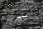 Western Rinevilla Point wave cut platform outcrops of Namurian Ross Formation. The thin deepwater turbidite channel sands of fan lobes interbedded with flazered shales, silts and sands of distal overbank areas.