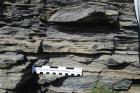 Western Rinevilla Point wave cut platform outcrops of Namurian Ross Formation. The thin deepwater turbidite channel sands of fan lobes interbedded with flazered shales, silts and sands of distal overbank areas.