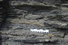 Western Rinevilla Point wave cut platform outcrops of Namurian Ross Formation. The thin deepwater turbidite channel sands of fan lobes interbedded with flazered shales, silts and sands of distal overbank areas.