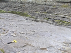 Irregularly bedded sandstone sheets of deepwater lobes of Ross Formation with some of the irregular character representing the cross sections of megaflute fill. Foreground of gently rippled bedding plane surface. Varying character of the sediments are products of variations in the flow regime of the waters of this submarine setting.