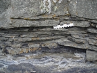 Details of the irregularly bedded sandstone sheets of deepwater lobes of Ross Formation. Flazered structures of sandstone ripples product of high energy flow over the sediment surface of the shale to silt matrex. Represent bursts of rapid deepwater currents transporting the sands from the adjacent basin margin.