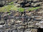 Tullig Formation channel fill sands of Upper Carboniferous or Namurian age channeling and sorting of the quartz rich character of the sands of the delta front reflect waves impinging on the delta front sands that filled distributary channels and/or proximal bar sands (Andy Pulham personal communication and Martinsen et al., 2008).