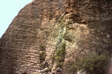 Bone Spring Limestone carbonate fill of slope channel cut into a carbonate basin margin exposed in Schumard Canyon just below the West Face of Guadalupe Mountains, north of the Williams Ranch. Note intersecting erosional surfaces of the Bone Spring Carbonate. This is part of complex mix of Bone Spring Formation unstable carbonate and clastics shed from basin margin bypassing into deeper basin of Bone Spring. These rocks are overlain by Cut Off Formation.