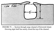 Eniwetok Reef Groove