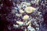 Eniwetetok Lagoon Reef