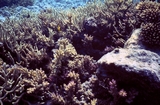 Eniwetok Reef Groove