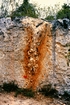 Windley Key Quarry Pleistocene