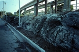 Miami Oolite Pleistocene Florida