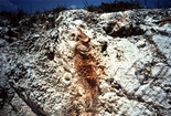 Miami Oolite Pleistocene Florida