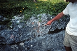 Miami Oolite Pleistocene Florida