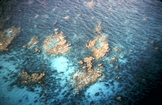 Spur and Groove Acropora Up Slope Florida