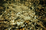 Porites and Goniolithon Rodriguez Key Florida