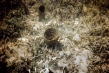 Spongues and Thallassia Rodriguez Key Florida