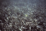 Thallassia Rodriguez Key Florida