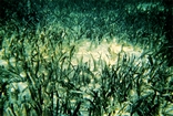 Thallassia and Callianasa Mound Rodriguez Key Florida