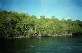 Red Mangrove Crane Key Florida Bay