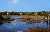 Mangrove and Cyanobacterial Mat Crane Key Florida Bay