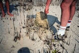 Cyanobacterial Mat Keys Florida Bay