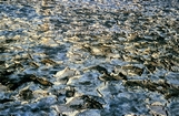 Cyanobacterial Mat Crane Key Florida Bay