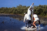 Mangrove and Cyanobacterial Mat Crane Key Florida Bay