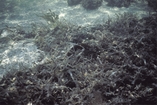 Florida Bay Sediment Floor