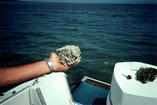 Florida Bay Sediment Floor