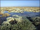 Heron Island Reef