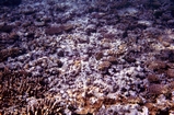 Stunted Reef Corals Reef Crest