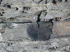 Late Cambrian Booley Bay Formation slumps in slope sands and shales that accumulated below wave base: Booley Bay near Duncannon on the north west coast of Hook Head 