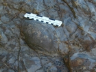 Booley Bay near Duncannon on the north west coast of Hook Head Ediacaran Like Trace Fossils Late Cambrian Booley Bay Formation slope sands and shales that accumulated below wave base