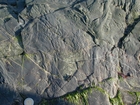 Trace fossilsand microbial mat on the slope sands and shales that accumulated below wave base in Late Cambrian Booley Bay Formation: Booley Bay near Duncannon on the north west coast of Hook Head 