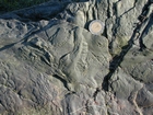 Trace fossilsand microbial mat on the slope sands and shales that accumulated below wave base in Late Cambrian Booley Bay Formation: Booley Bay near Duncannon on the north west coast of Hook Head 