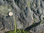 Trace fossilsand microbial mat on the slope sands and shales that accumulated below wave base in Late Cambrian Booley Bay Formation: Booley Bay near Duncannon on the north west coast of Hook Head 