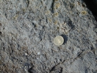 Hook Head Co Wexford Lower Carboniferous slope Limestone with Bryozoan and Crushed Echinoid