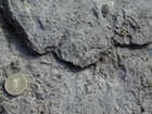 Hook Head Co Wexford Lower Carboniferous slope Lst Crinoids