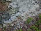 Harry Lock Formation Devonian Braided Stream Fill Sandeel Bay Hook Head