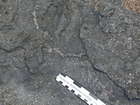 North Lumsdin's Bay Hook Head Cruziana Ichnofacies Crinoid Stems Carboniferous Porter's Gate Formation
