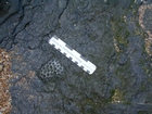 South Lumsdin's Bay Hook Head Head Coral Carboniferous Porter's Gate Formation