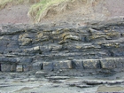 South Lumsdin's Bay Hook Head wave ripples and small channel/or wave scours Carboniferous Porter's Gate Formation