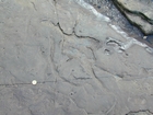 Planolites Thallasanoides South Lumsdin's Bay Hook Head Carboniferous Porter's Gate Formation