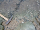 Olivellites in Cruziana-Ichnofacies in the Lower Carboniferous Porter's Gate Formation of South Lumsdin's Bay on the west coast of Hook Head